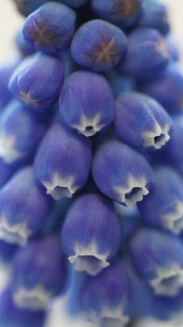 Makroaufnahme einer blauen Traubenhyazinthe mit vielen Blütenknospen